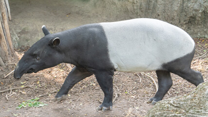 Cute Malay tapir is looking for food everywhere 3
