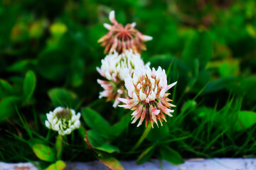 Fotografia Macro de flor