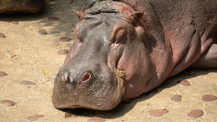 Hippo resting with eyes closed