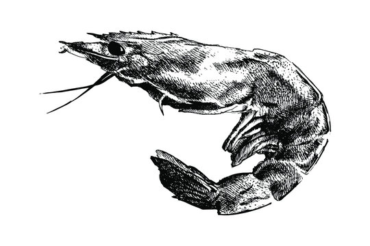 Realistic shrimp isolated. Detailed  black and white engraved sketch. Hand drawn shrimp silhouette on white background. For printing t-shirt, notebook, menu, postcard. 