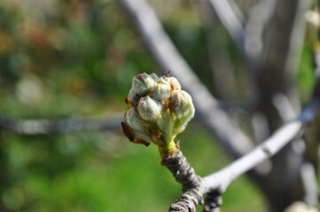 bud of a tree