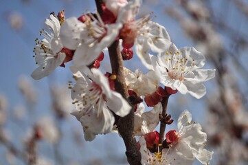 snow covered branches
