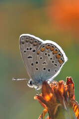Butterfly on a flower, summer day. Macro. 