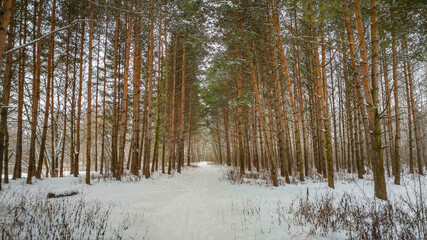 Pine forest in winter time
