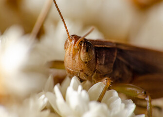 Grasshopper, closeup of a small grasshopper on mini flowers, selective focus.