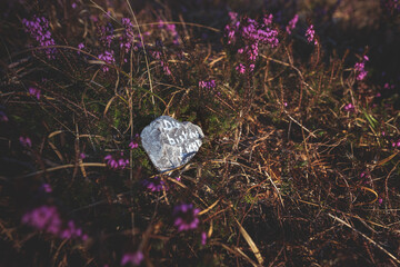 Fototapeta premium Stone with motivating German text 'You are the light' on forest floor covered with blooming spring heath
