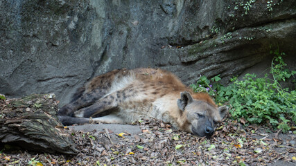 Spotted hyena lying on the ground resting