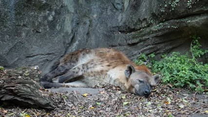Fotobehang Spotted hyena lying on the ground resting © 崇維 黃