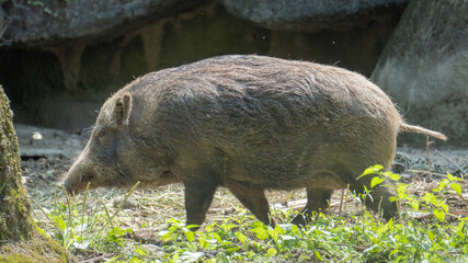 Taiwanese wild boar on the grass
