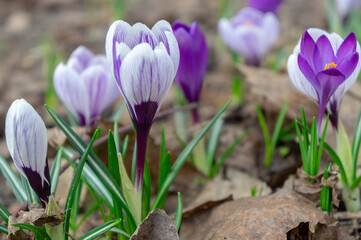 The first spring flowers in last year's leaves