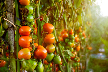 Ripe tomato plant growing in greenhouse. Fresh bunch of red natural tomatoes on branch in organic vegetable garden. Organic farming, healthy food, BIO viands, back to nature concept.