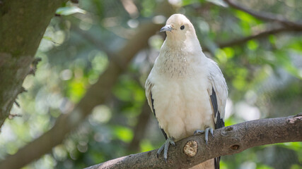 White dove standing on a branch 2