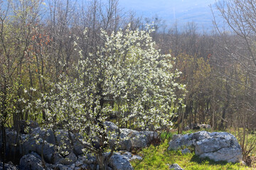 Fototapeta na wymiar Spring blossoms on a tree. Selective focus.