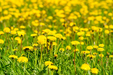 Blooming dandelions on a meadow