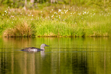 Red-throated loon swimming in a bog lake