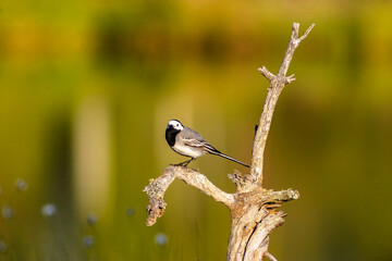 White wagtail on an old gnarly tree