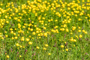 Flowering Globeflower on a meadow a sunny summer day