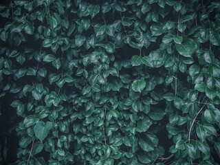 Green leaves densely grow background with a dark blue tone. Nature background.
