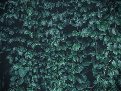 Green leaves densely grow background with a dark blue tone. Nature background. © pixmeeup