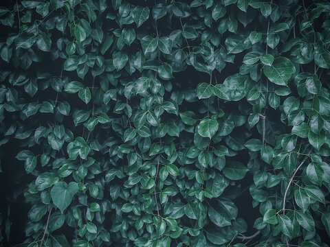 Green leaves densely grow background with a dark blue tone. Nature background. © pixmeeup