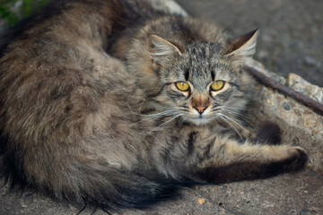 Portrait of fluffy wild cat