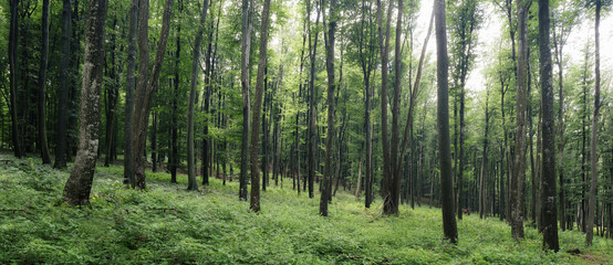 panorama with lush vegetation in woods landscape