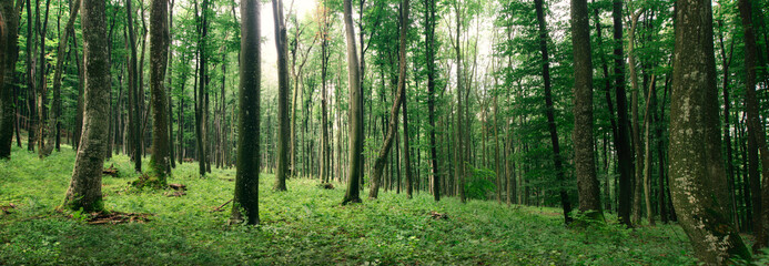 green forest panorama in spring