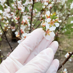 Female hand in a medical glove touch blooming tree branch