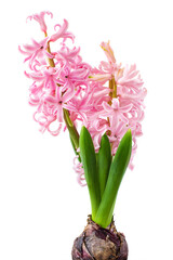 Flower hyacinth pink color isolated