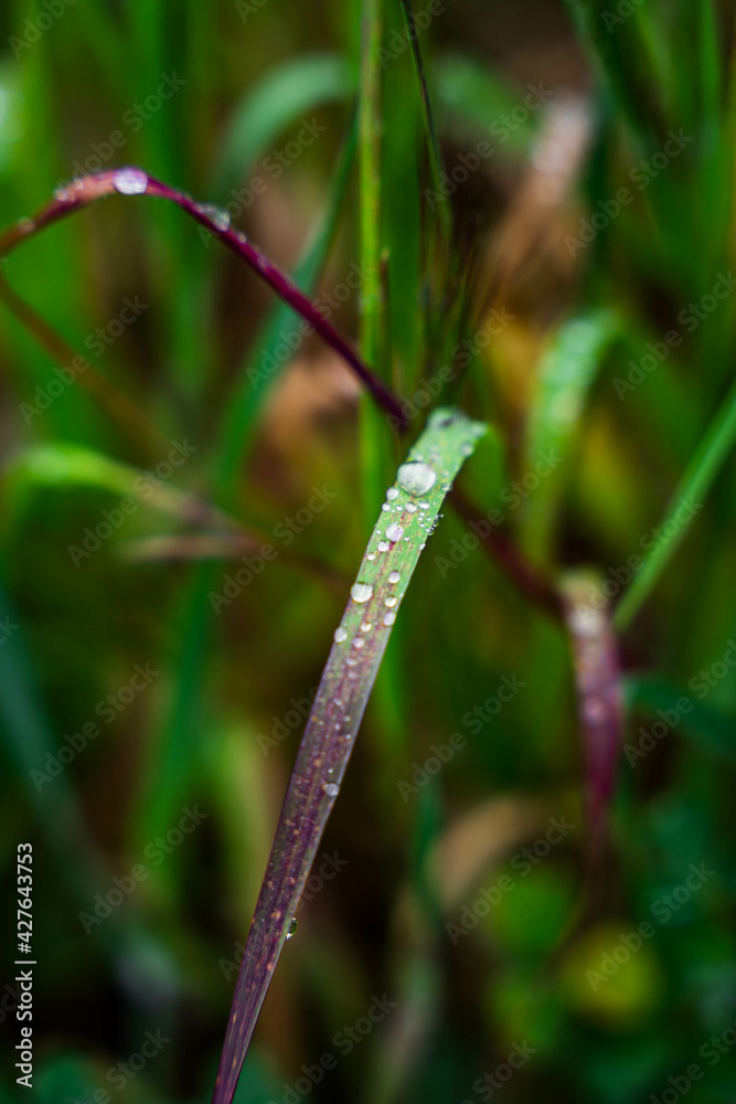 Wall mural Green and purple plant with water drops