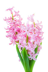 Flower hyacinth pink color isolated