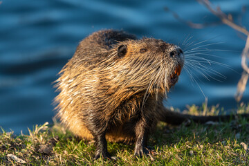 a nutria stands in the grass on the bank of a river