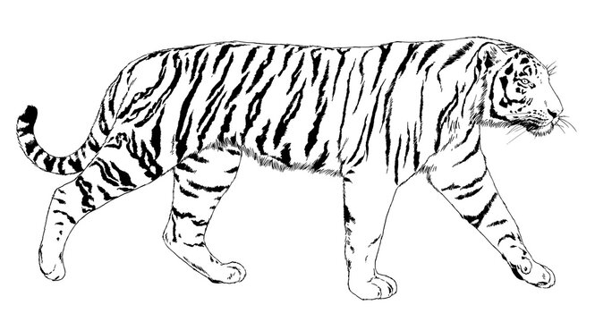 tiger drawn with ink
