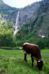 Fototapeta na wymiar Cow grazing in the Bavarian Alps in Berchtesgaden