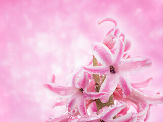 Flower hyacinth pink color after rain