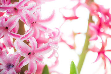 Flower hyacinth pink color close-up isolated