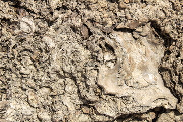Rock texture with marine fossils