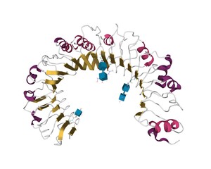 Structure of the human toll-like receptor 1 (TLR1), 3D cartoon model with differently colored secondary structure elements, white background