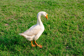 White goose (Chinese goose) walking on the green grass.