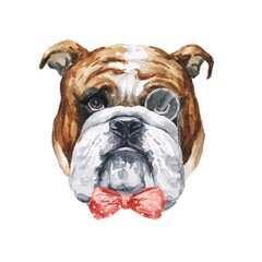 Watercolor english bulldog gentleman portrait on white background. Watercolour illustration.