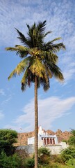 Fototapeta na wymiar Natural green coconut trees