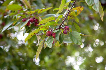 Small red apples ripen on a tree branch on a blurry green background. The fruits of the ranetka Apple tree will soon be ready for use. Eco-friendly product, farm fruit. Dietary meals and vitamins.