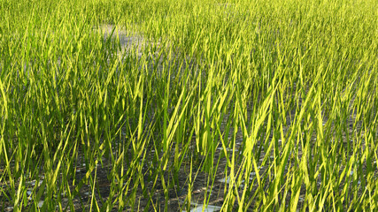 green grass background