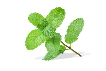 Spearmint or mint leaves isolated on white background.