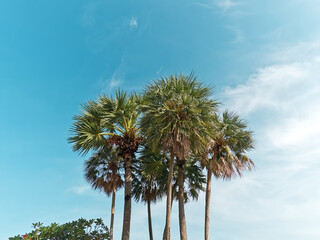 Obraz premium Low Angle View of Palm Trees Against Blue Sky
