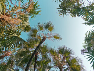 Low Angle View of Palm Trees Against Blue Sky