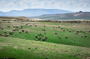 Sheep Grazing on Judean Hills