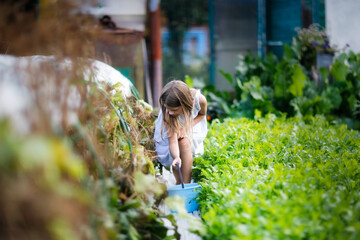Obraz premium caucasian girl child with a bucket harvests cucumbers from the garden in the garden, subsistence farming and children helpers in the garden