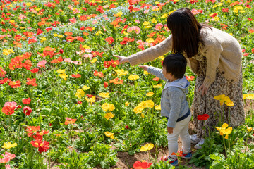 ポピー畑の中で花見を楽しむ親子
