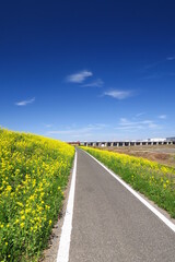 満開の菜の花咲く江戸川土手のサイクリング道路風景
